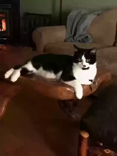 Lost cat in Creola, OH, 45622