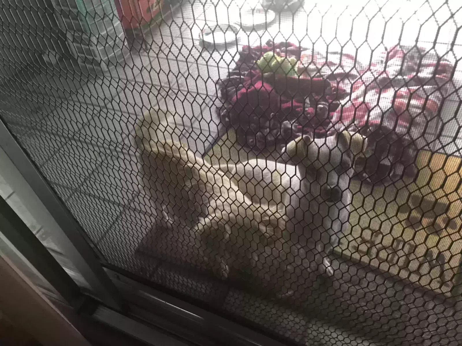 Found dog in Baldwin Park, CA, 91706