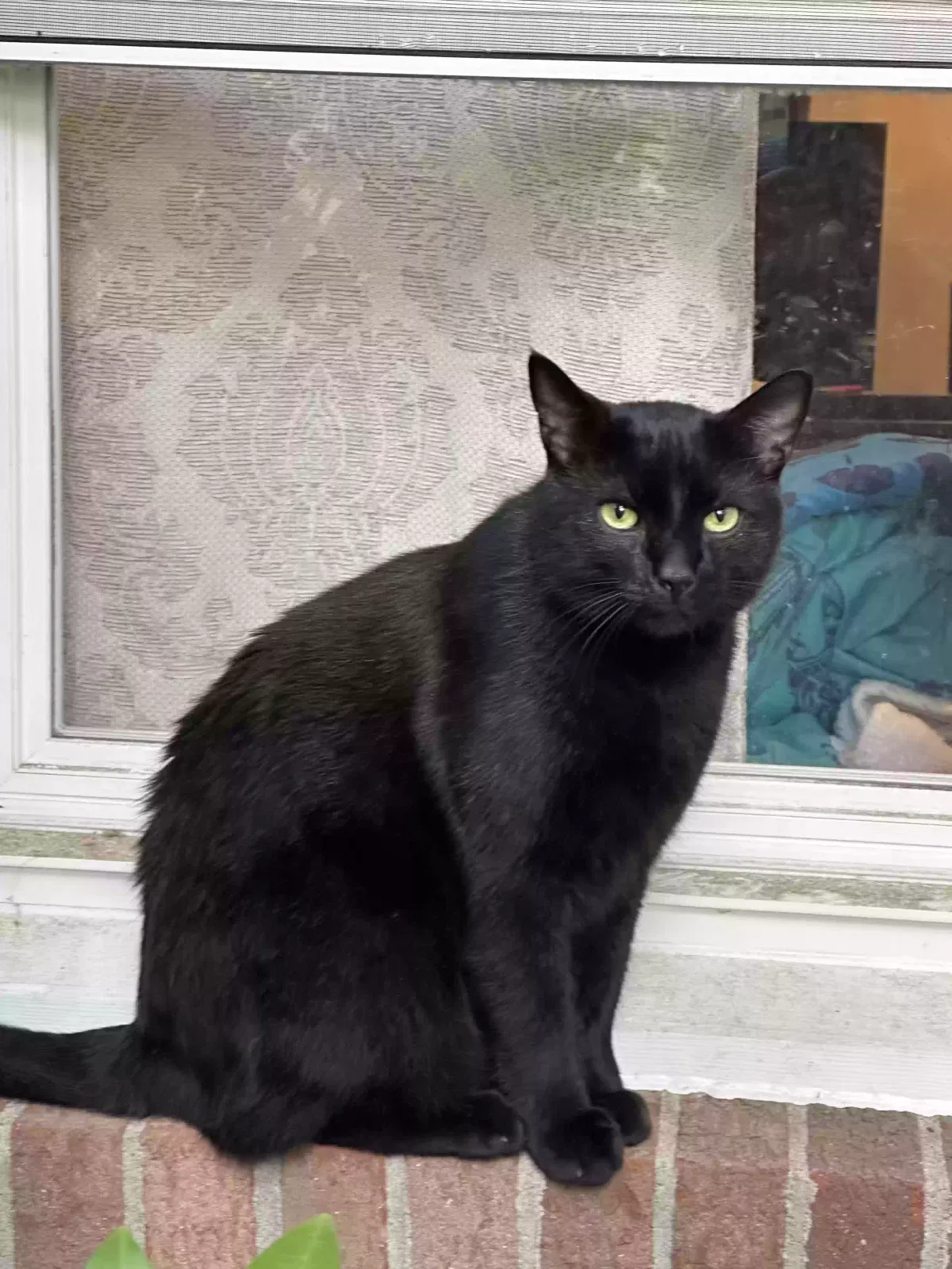 Found cat in Fredericksburg, VA, 22407