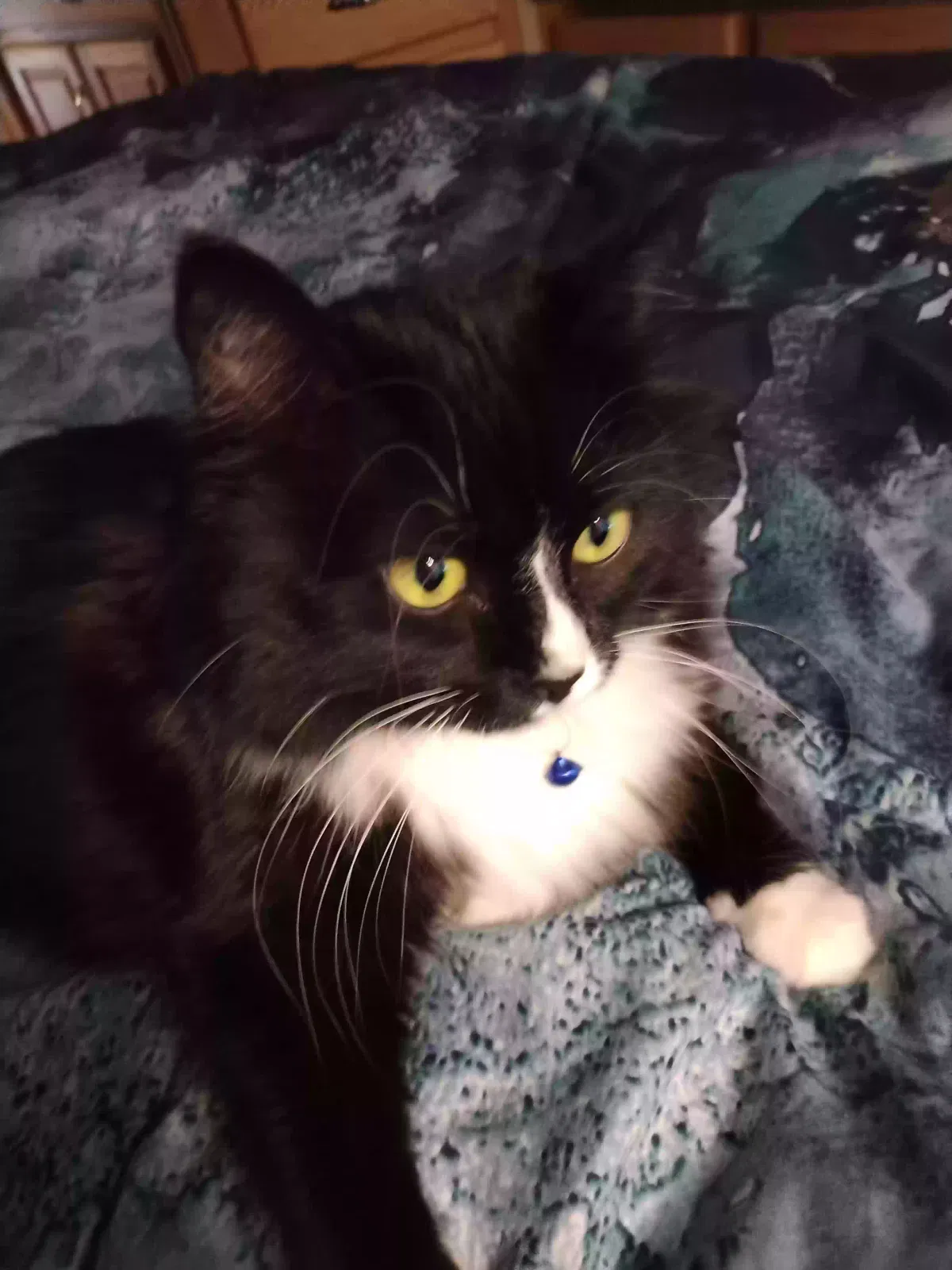 Lost cat in Council Bluffs, IA, 51501