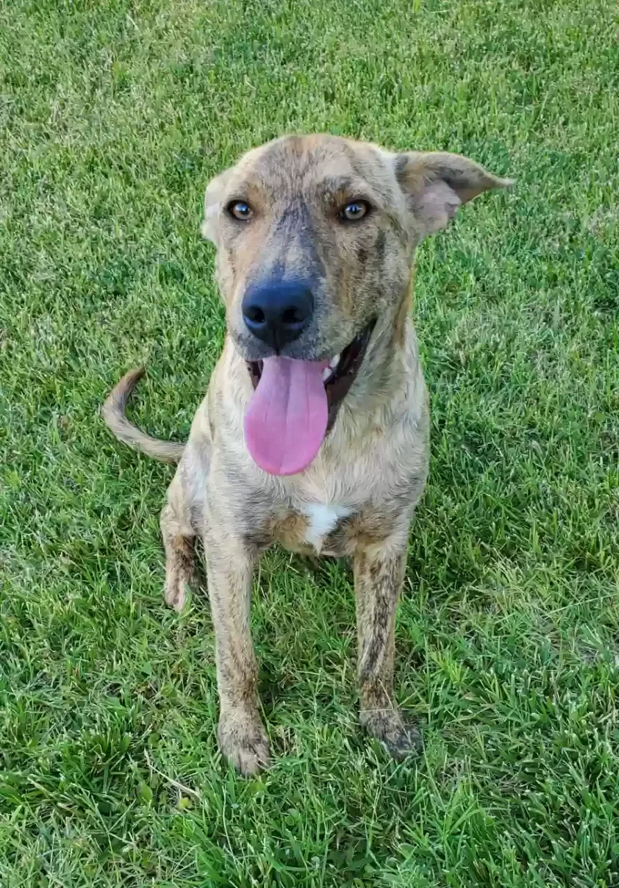 Found dog in Stockton, CA, 95212