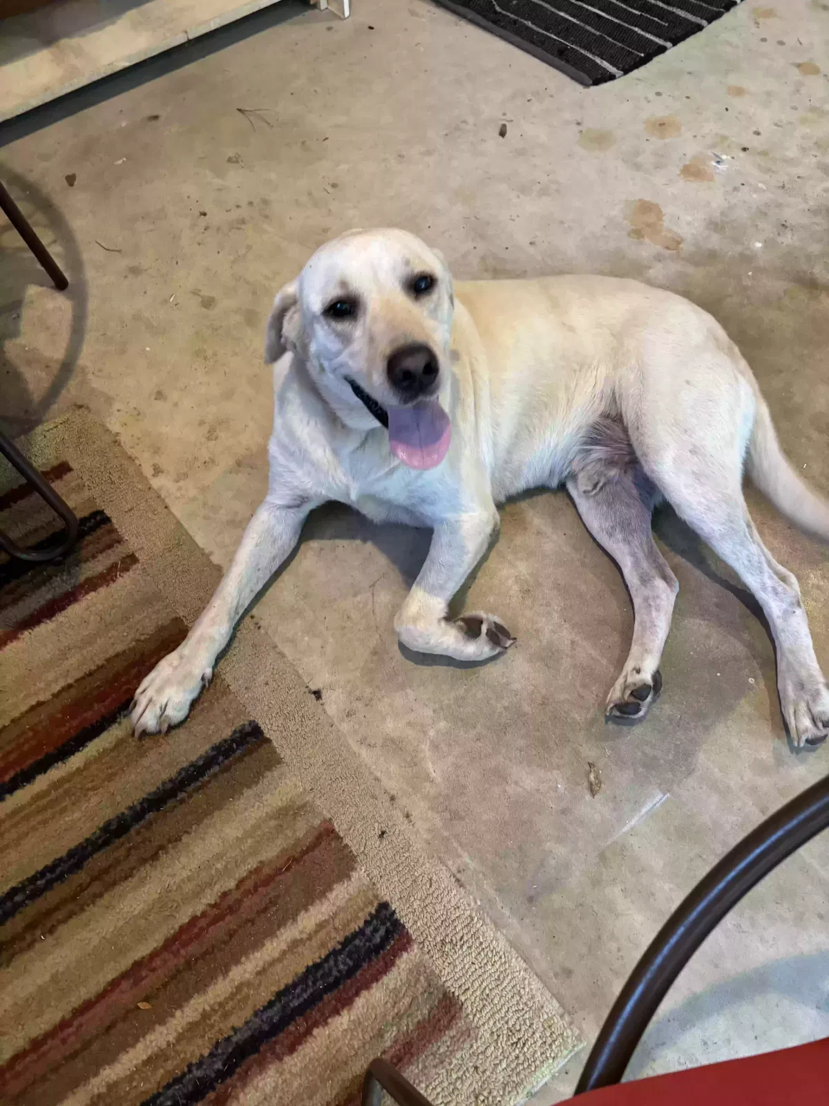 Found dog in Alcolu, SC, 29001