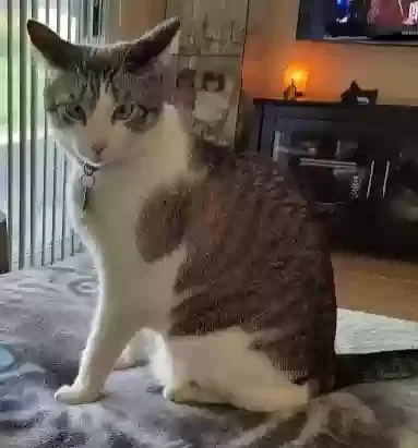 Lost cat in Mentone, CA, 92359