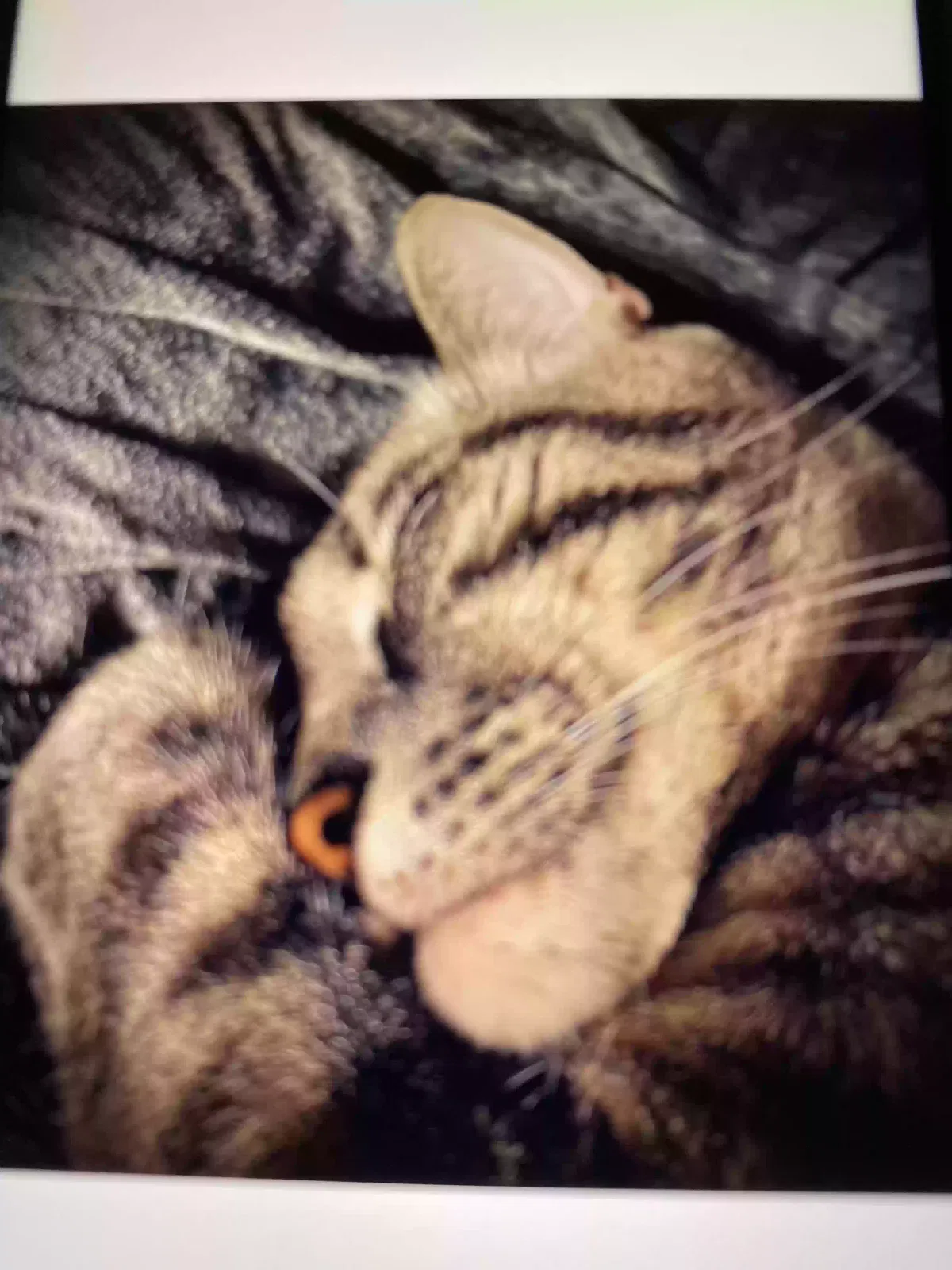 Lost cat in Ozone Park, NY, 11417