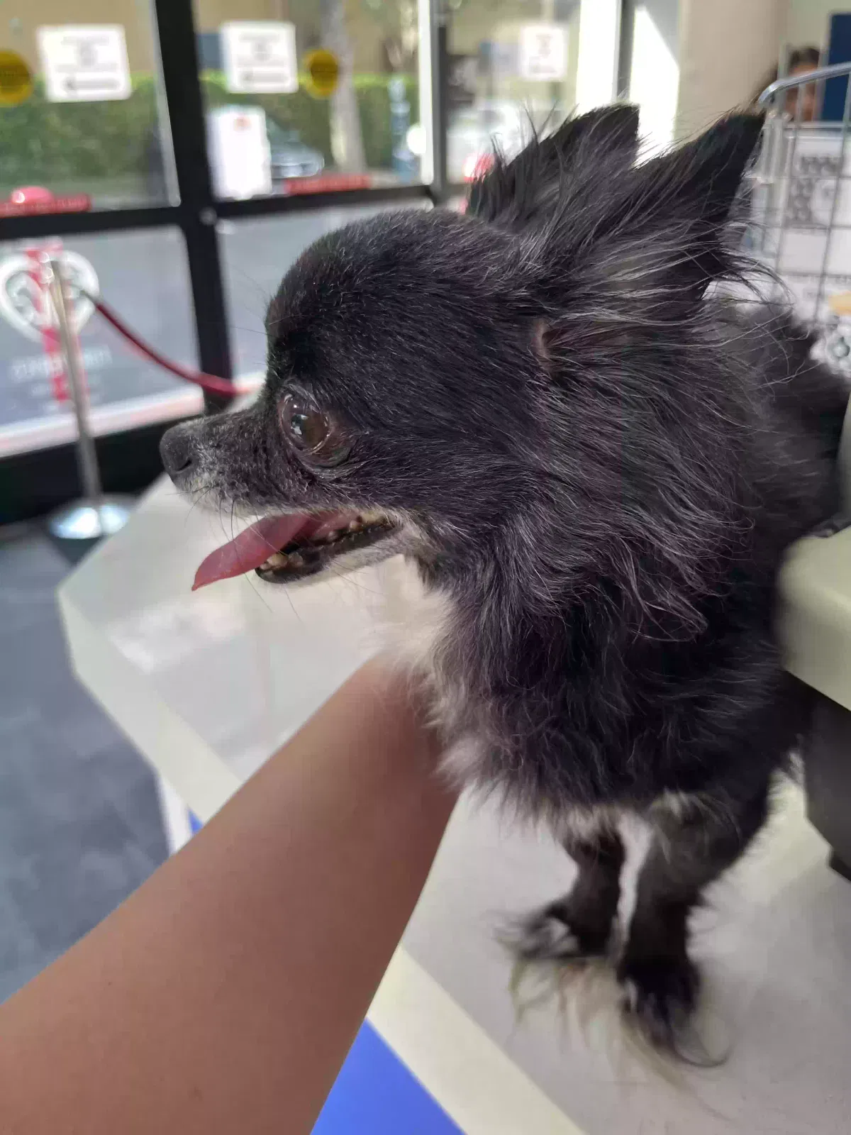 Found dog in Jacksonville, FL, 32256