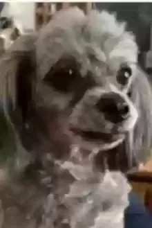 Lost dog in Aiken, SC, 29803