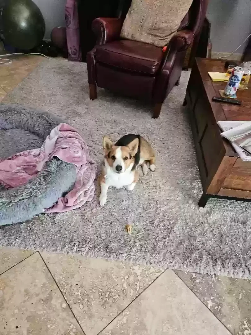 Lost dog in Cave Creek, AZ, 85331