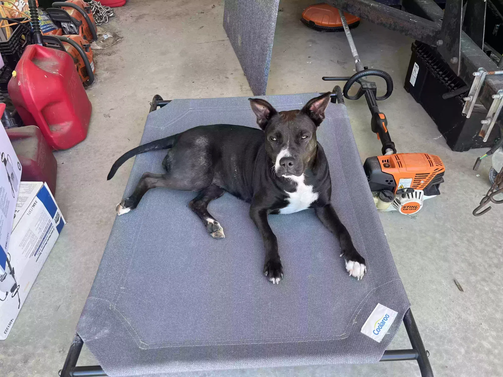 Found Dog