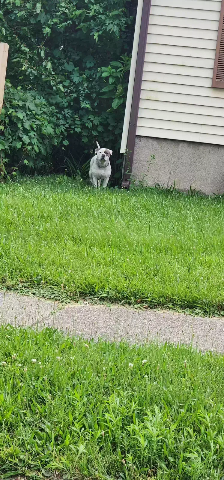 Found dog in Warren, MI, 48091