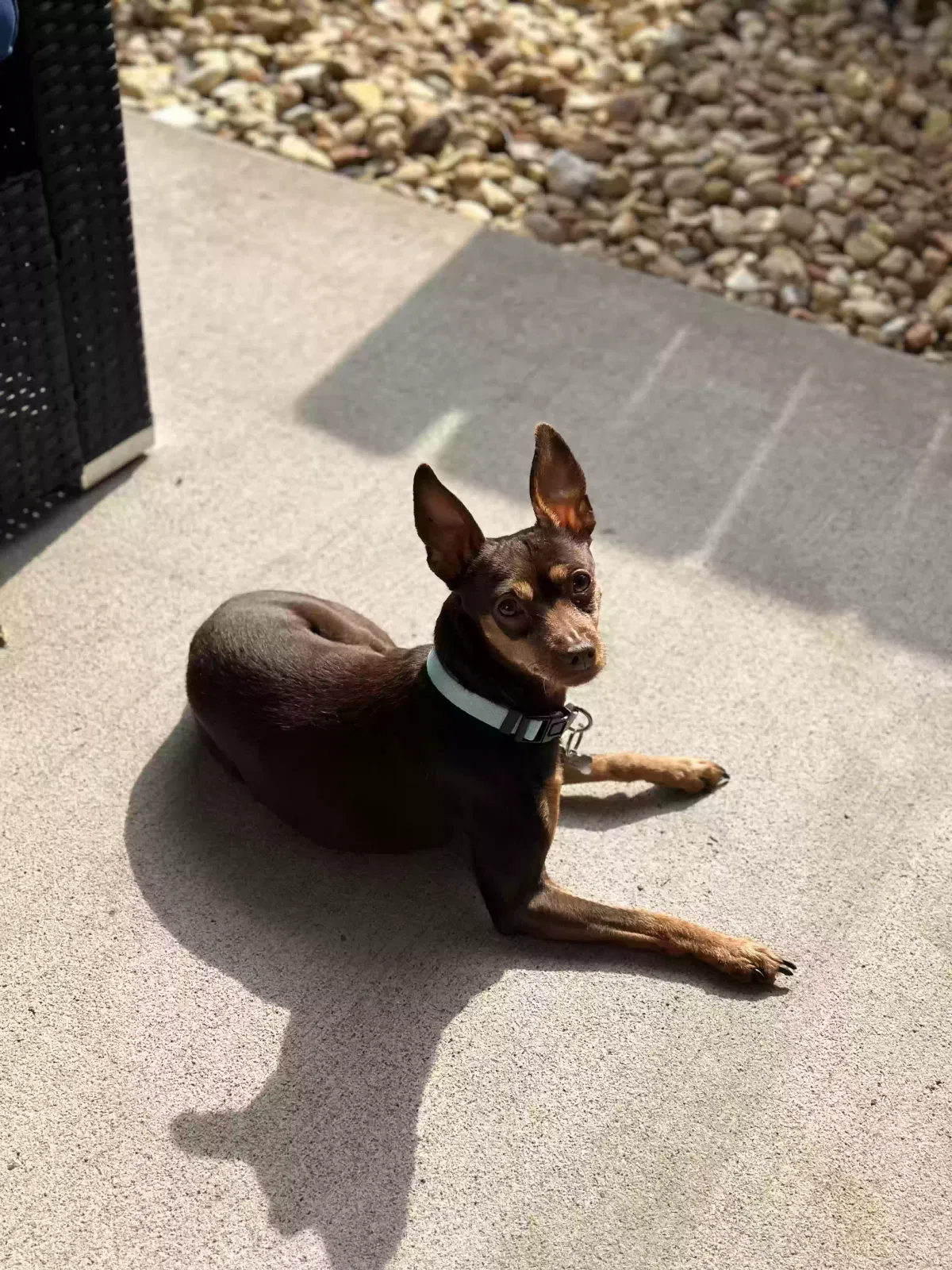 Lost dog in Murfreesboro, TN, 37128