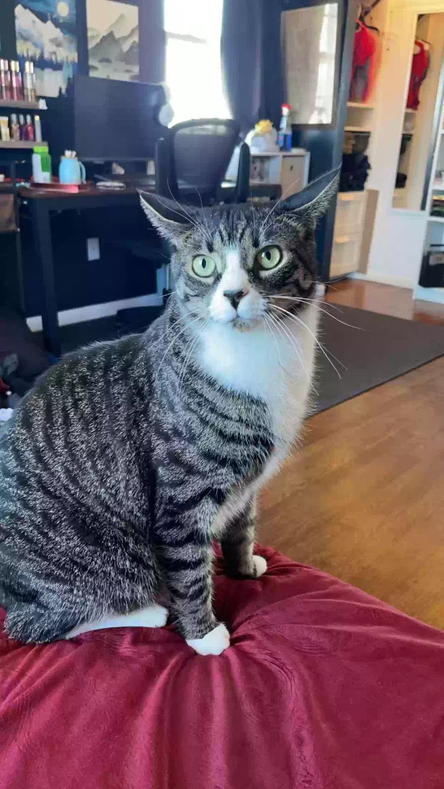 Lost cat in Wallingford, CT, 6492
