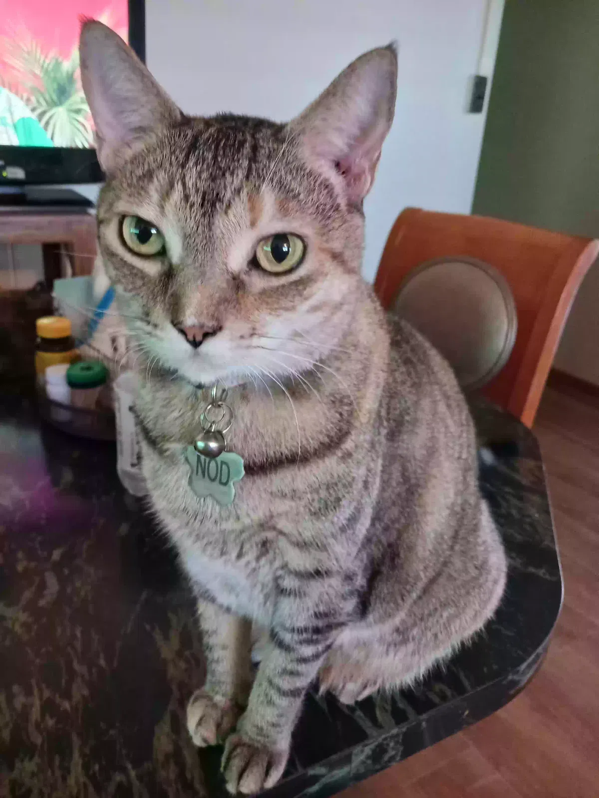 Lost cat in Waipahu, HI, 96797