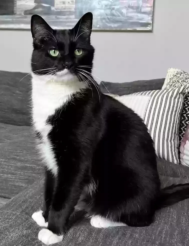 Lost cat in Jenison, MI, 49428