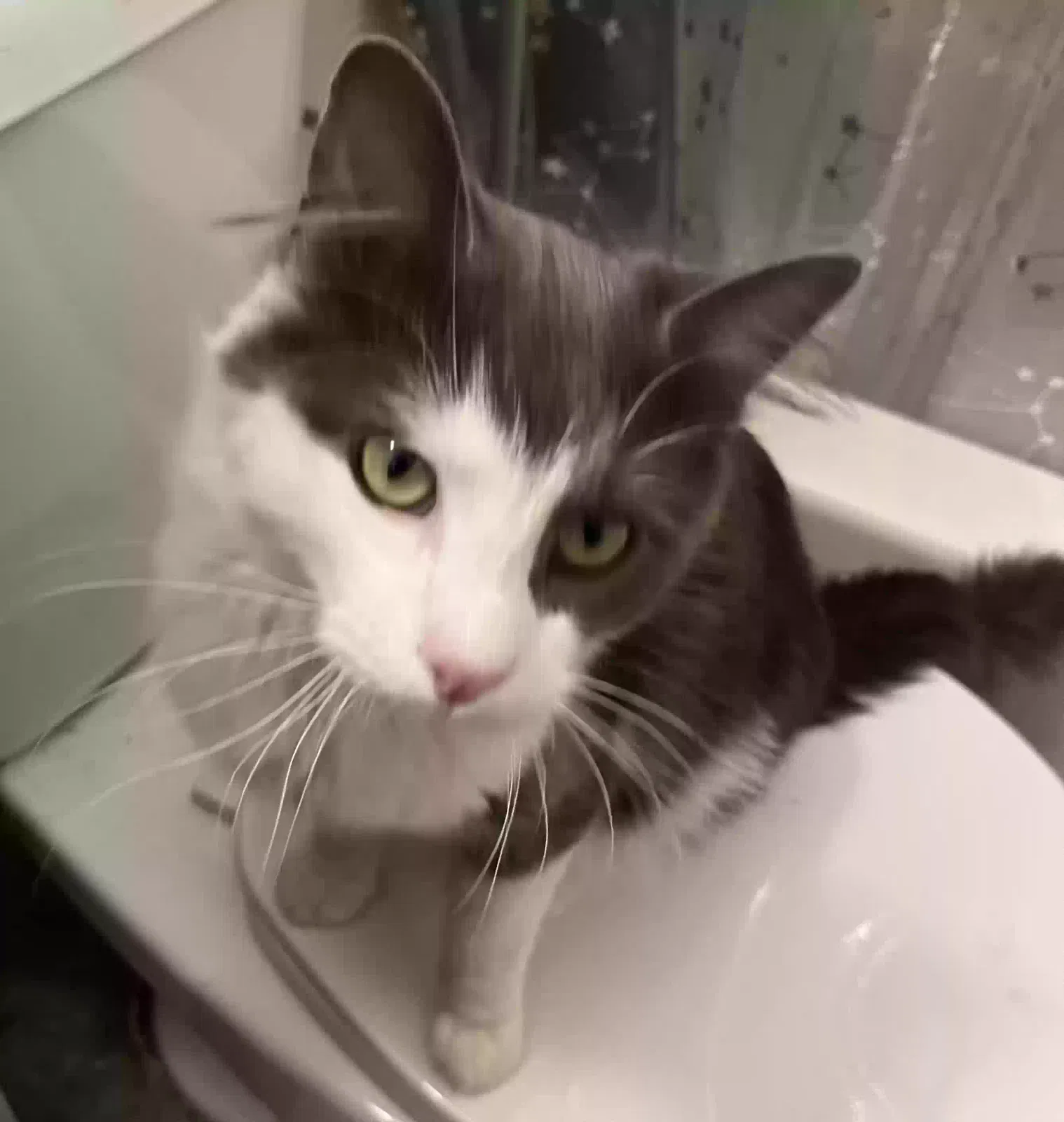 Found cat in Logan, UT, 84341