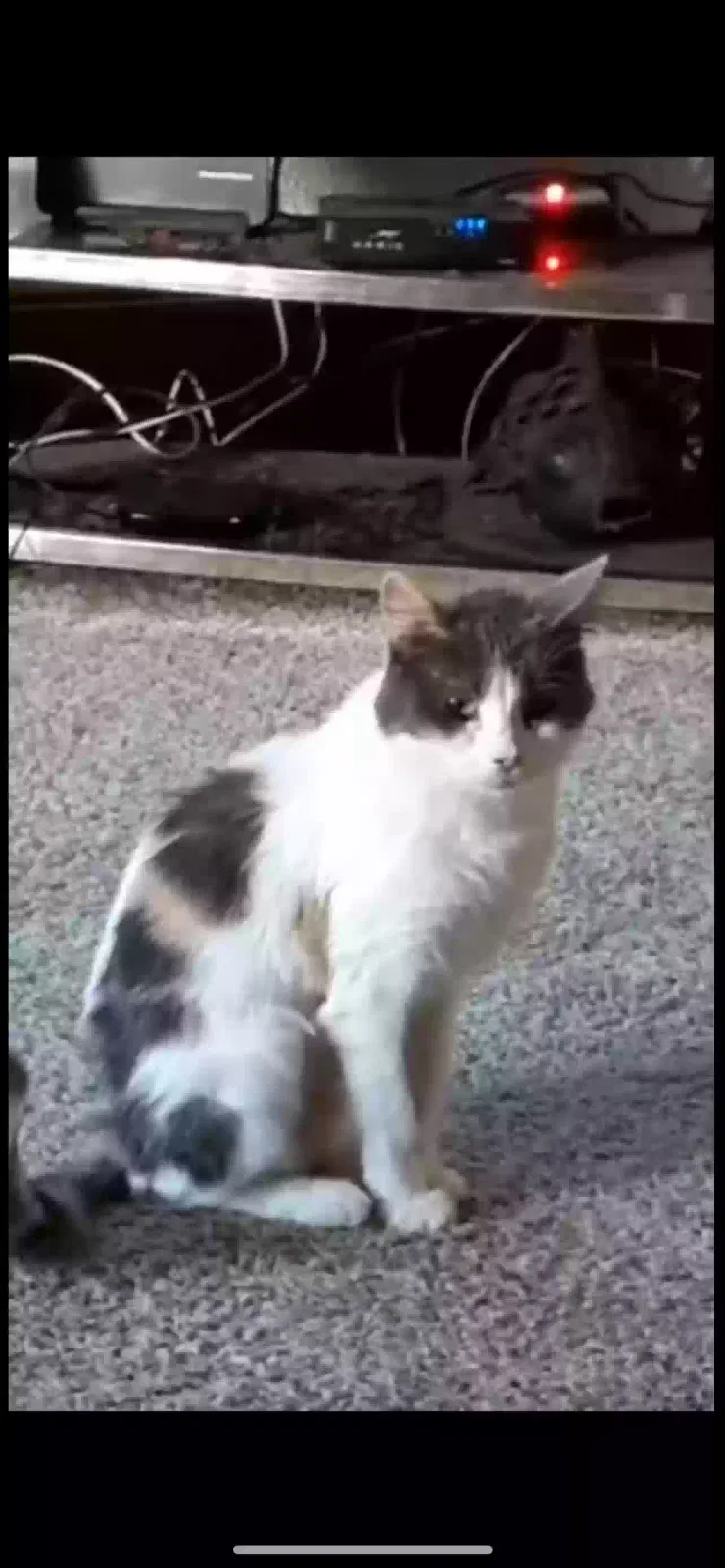 Lost cat in Sheboygan, WI, 53083