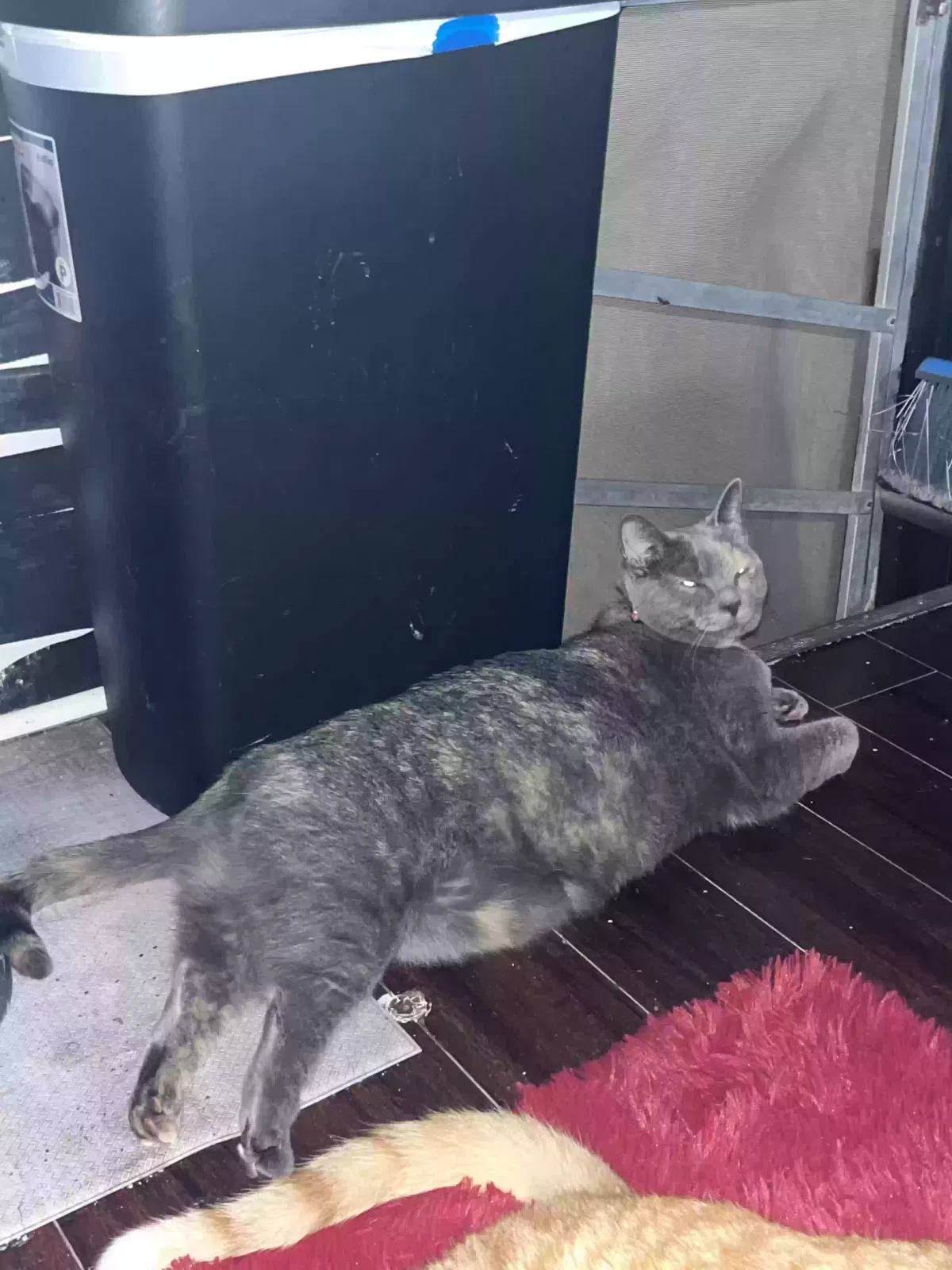 Lost cat in Waldorf, MD, 20602