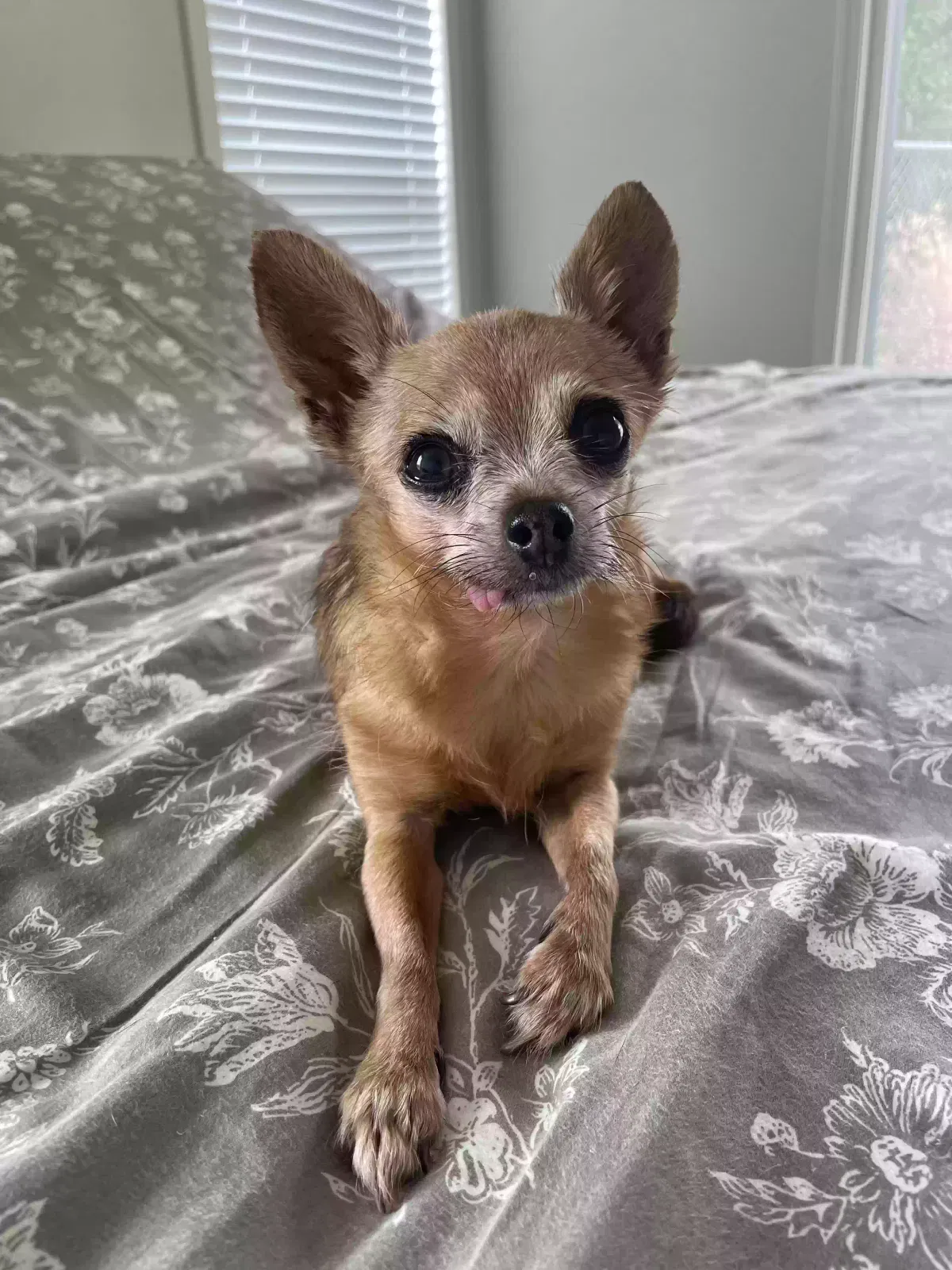 Lost dog in El Cajon, CA, 92021