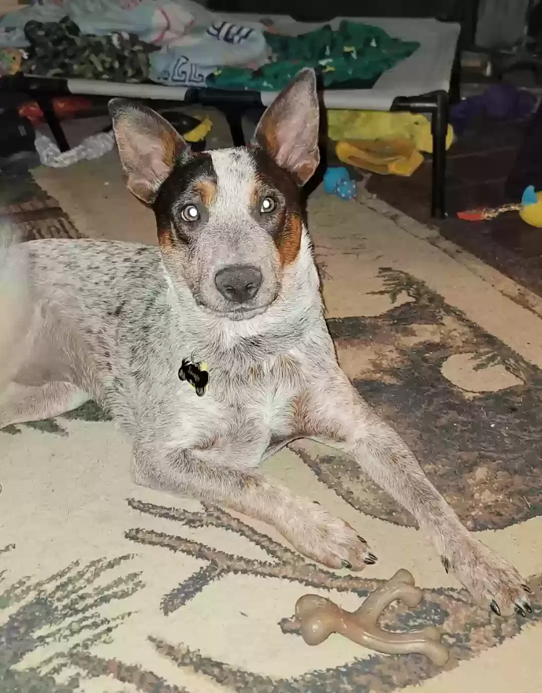 Lost dog in Fort Worth, TX, 76179