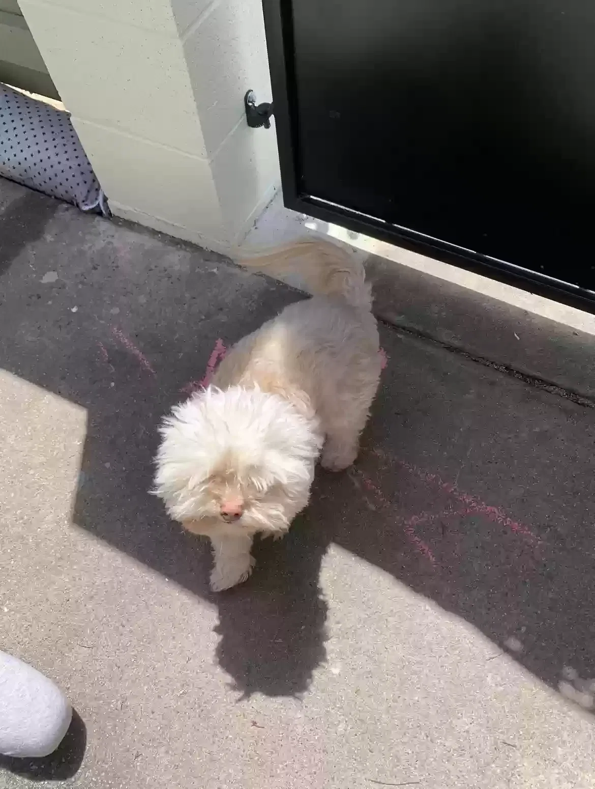 Lost dog in Fresno, CA, 93710