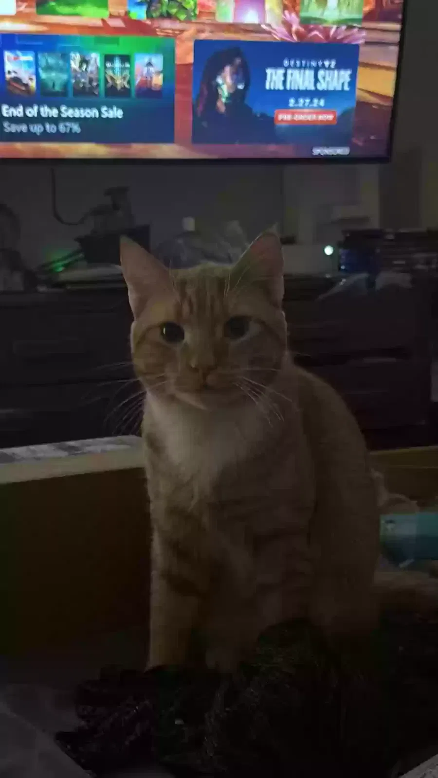 Lost cat in Brattleboro, VT, 5301