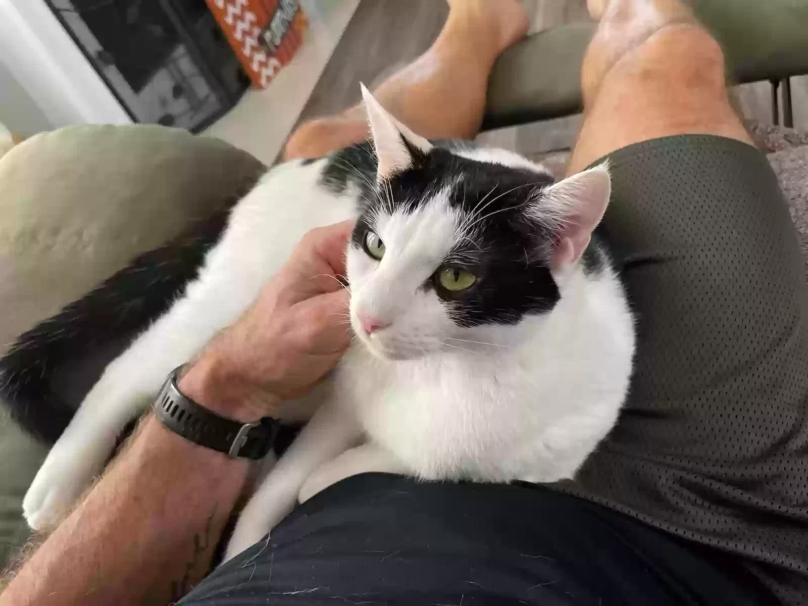Lost cat in Glendale, AZ, 85307