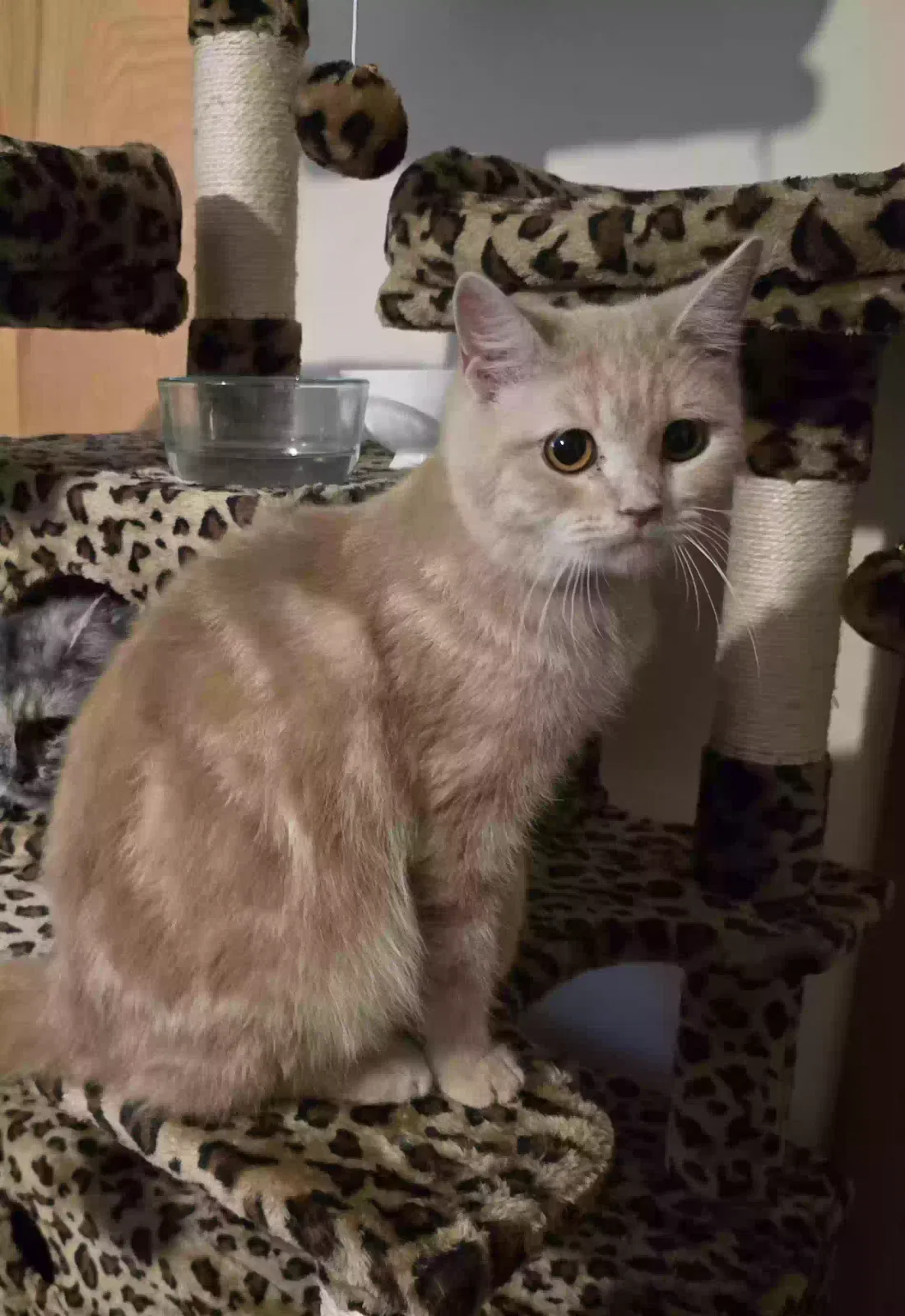 Lost cat in Newport News, VA, 23608