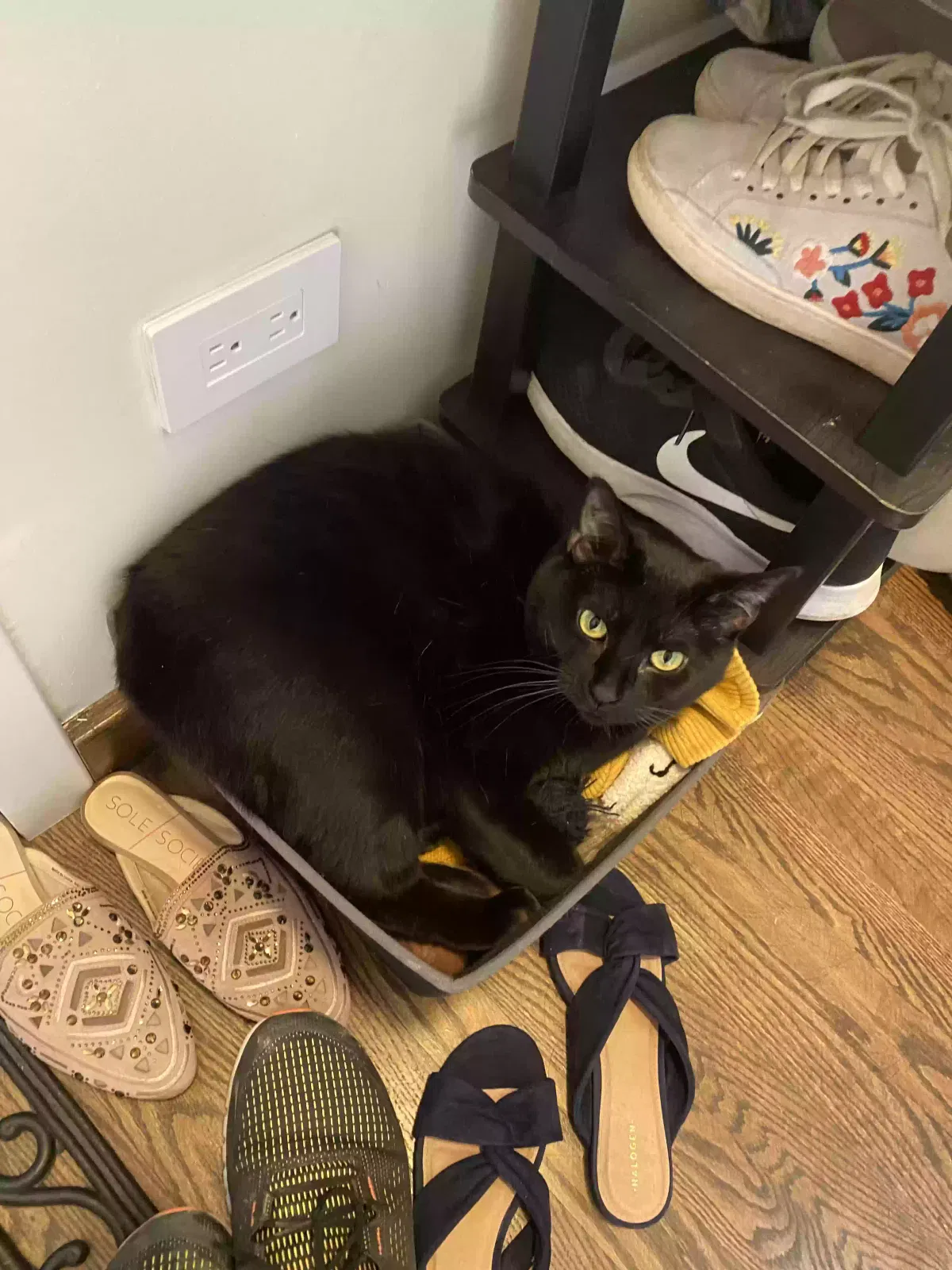 Lost cat in Lake Zurich, IL, 60047