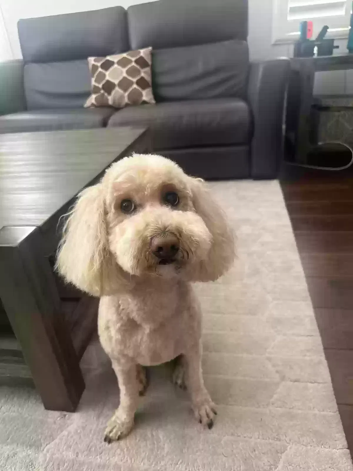 Lost dog in San Jose, CA, 95116