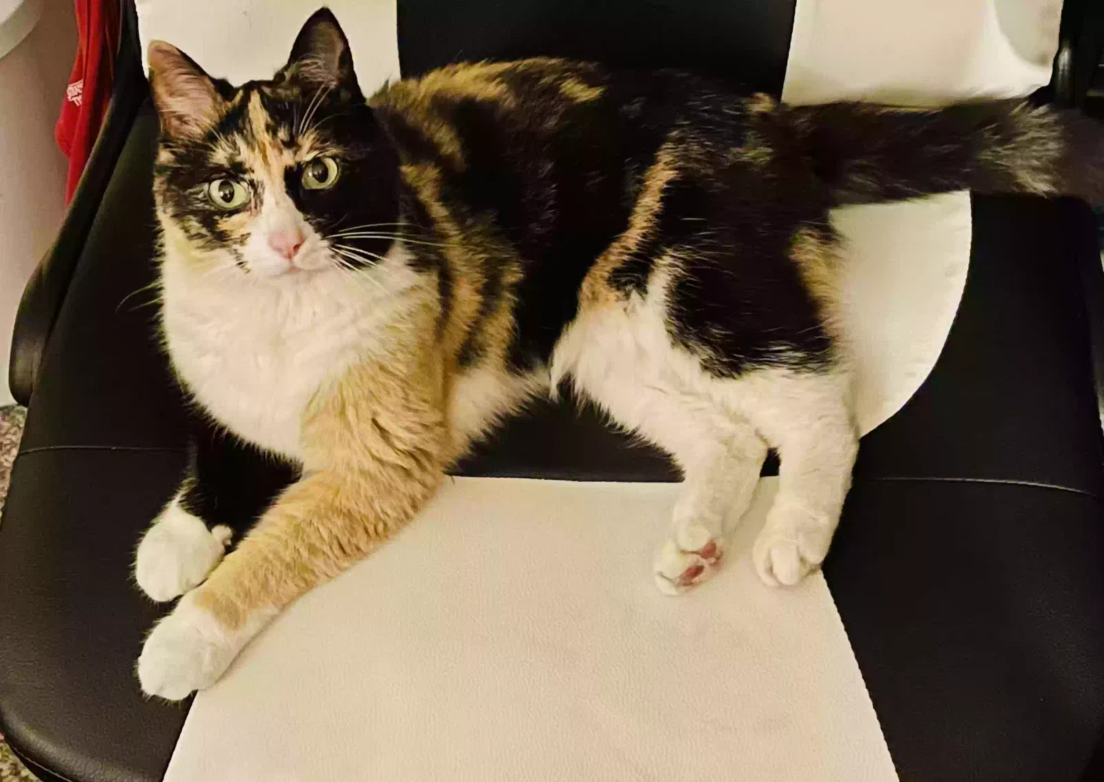 Lost cat in Osseo, MN, 55311