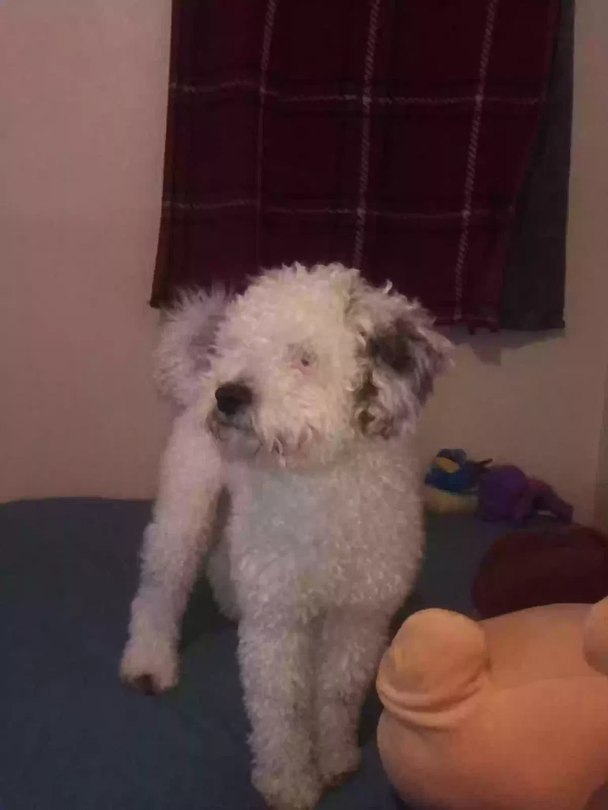 Lost dog in San Fernando, CA, 91340