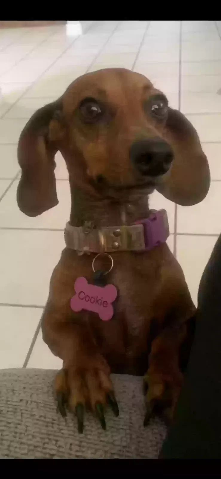Lost dog in Brownsville, TX, 78520