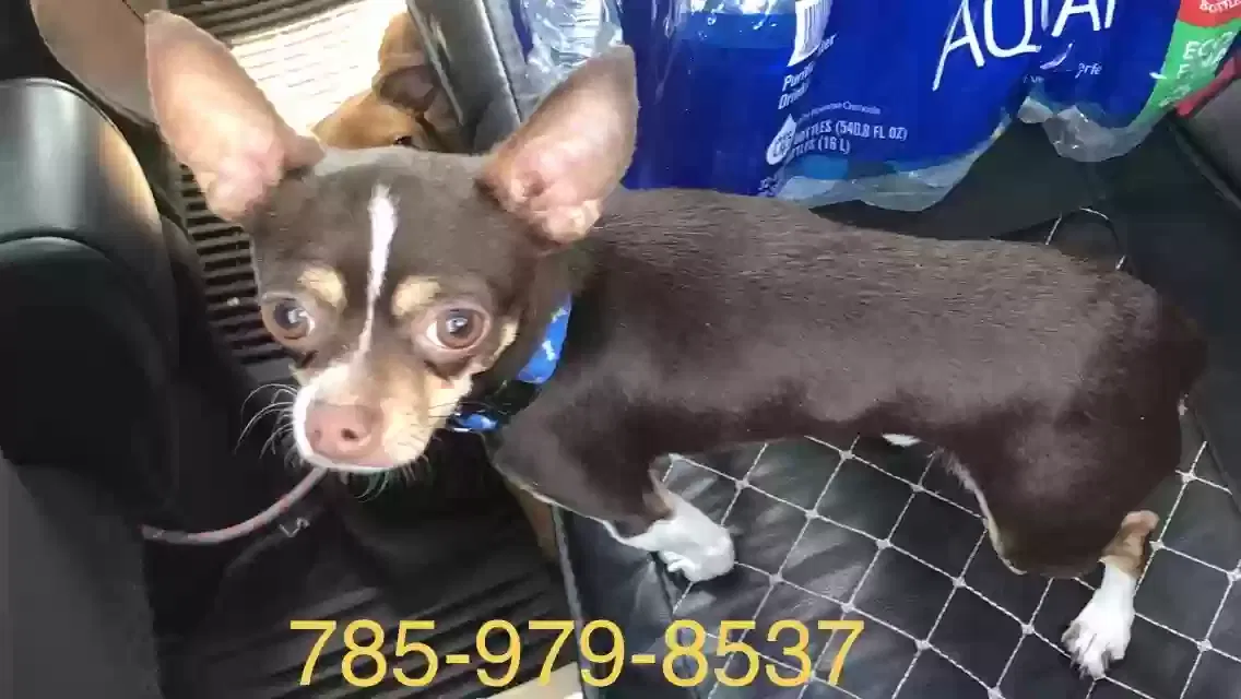 Lost dog in Chicago, IL, 60626