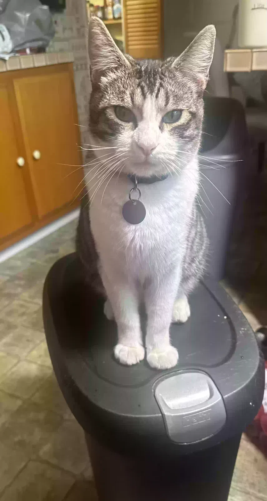 Lost cat in Torrance, CA, 90503