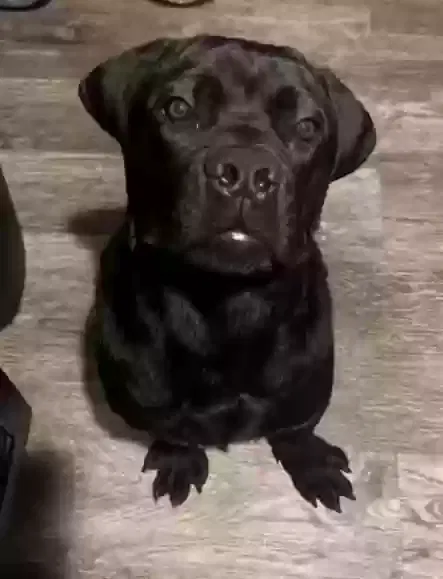 Lost dog in San Jose, CA, 95112