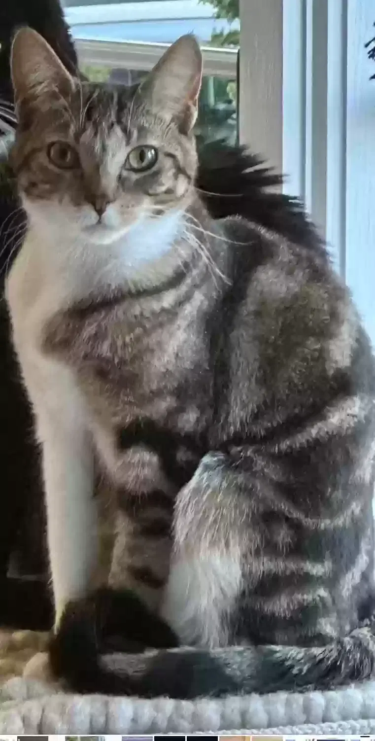 Lost cat in Asbury Park, NJ, 7712