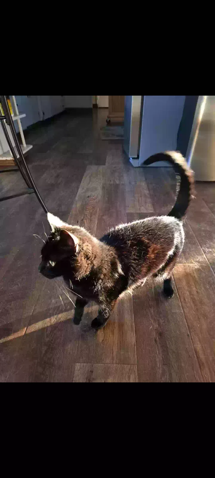 Lost cat in Norco, CA, 92860