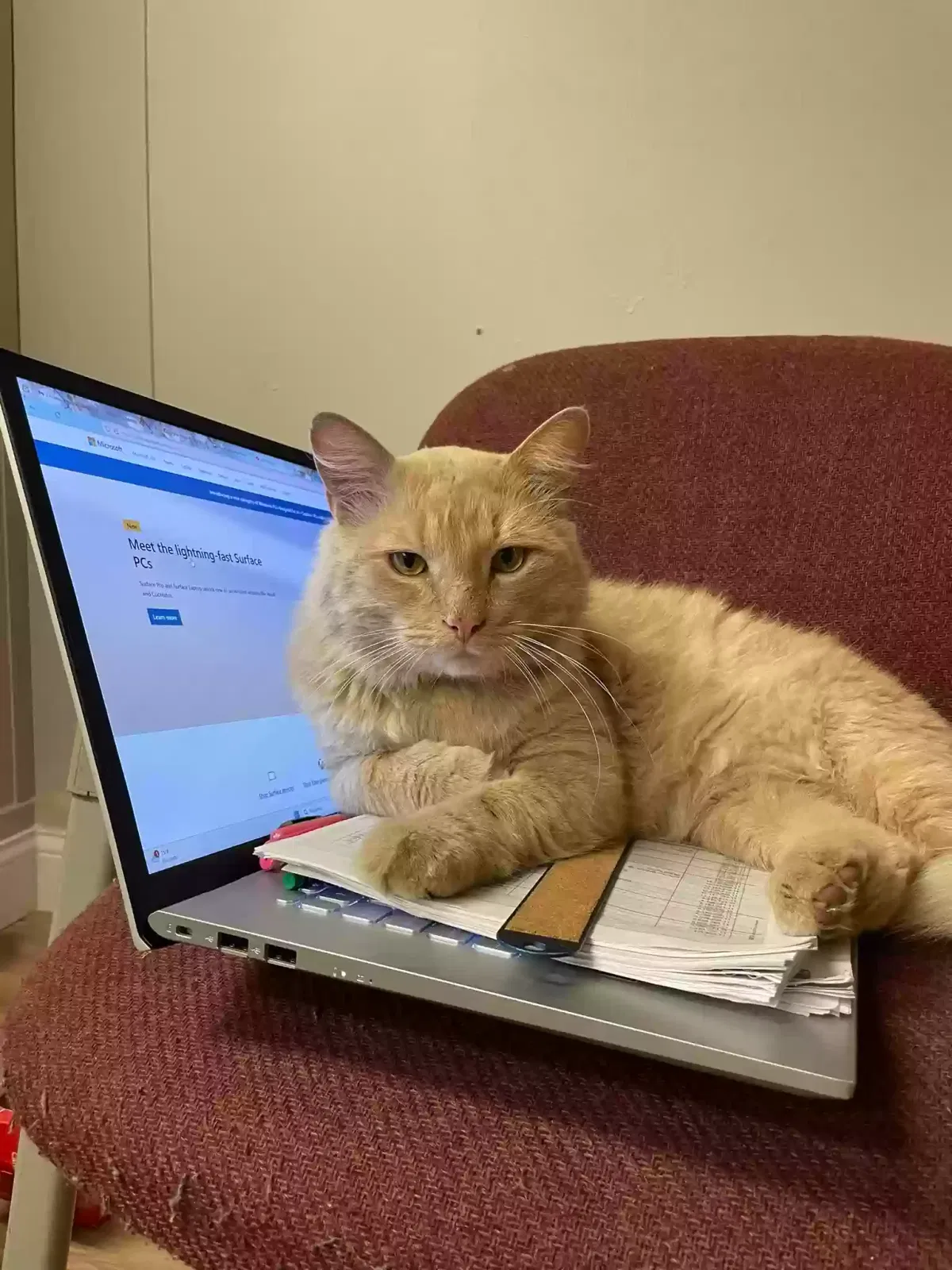Lost cat in Riverdale, IL, 60827