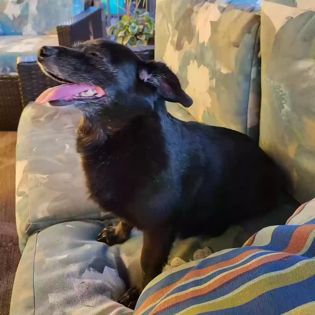 Lost dog in Lake Placid, FL, 33852