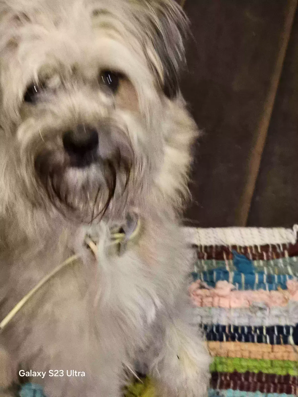 Found dog in San Pedro, CA, 90731