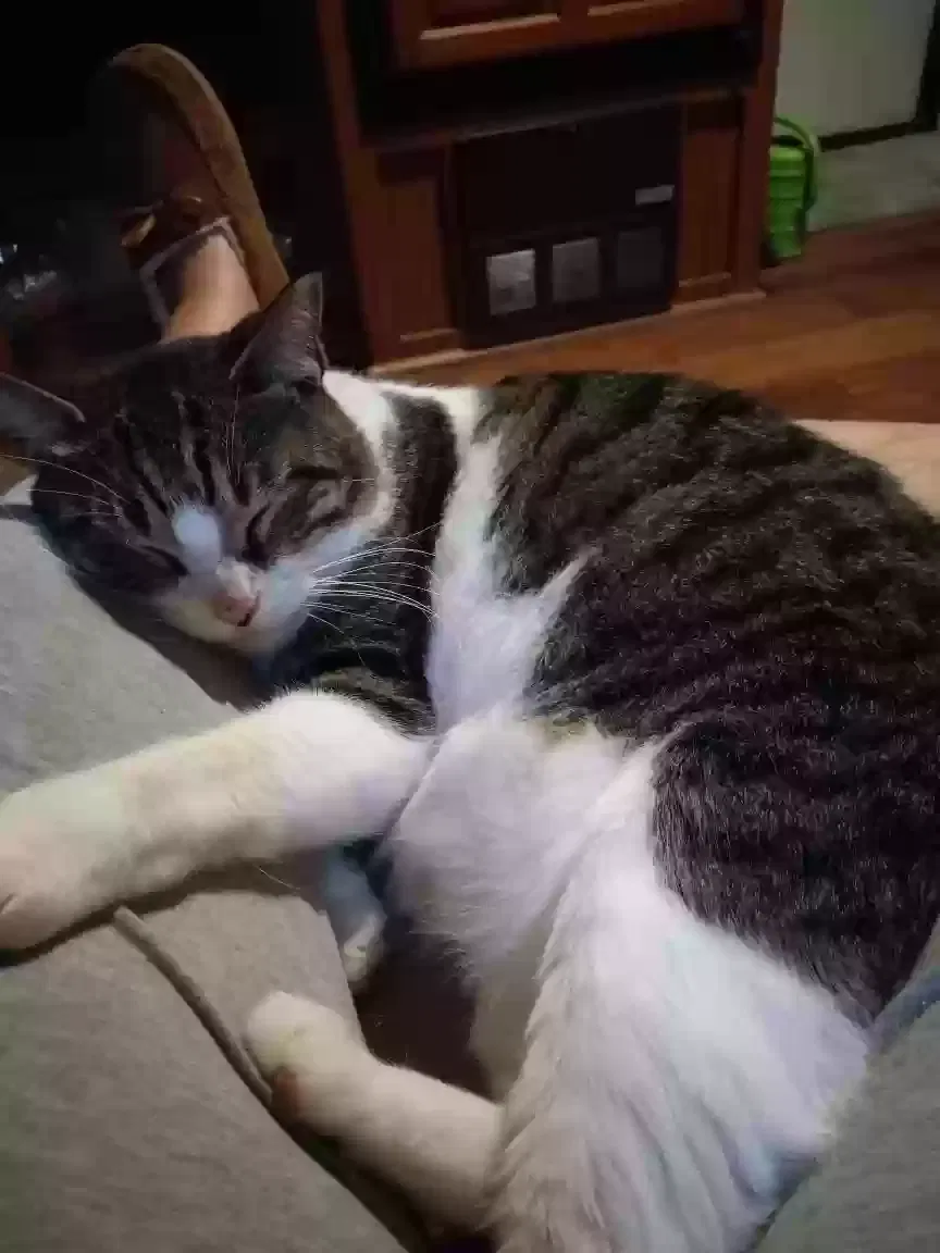 Lost cat in Spring Hill, FL, 34606