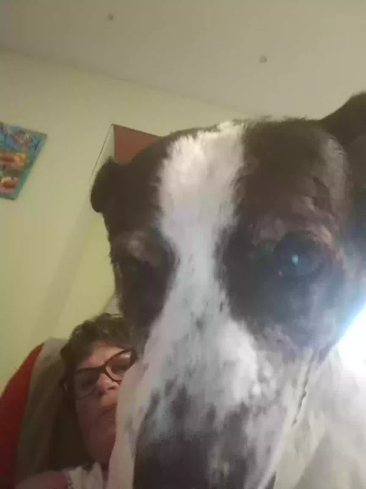 Lost dog in Argyle, TX, 76226