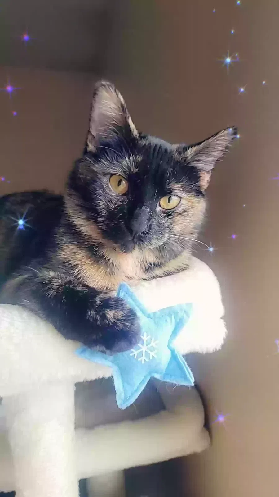 Lost cat in Knoxville, TN, 37912