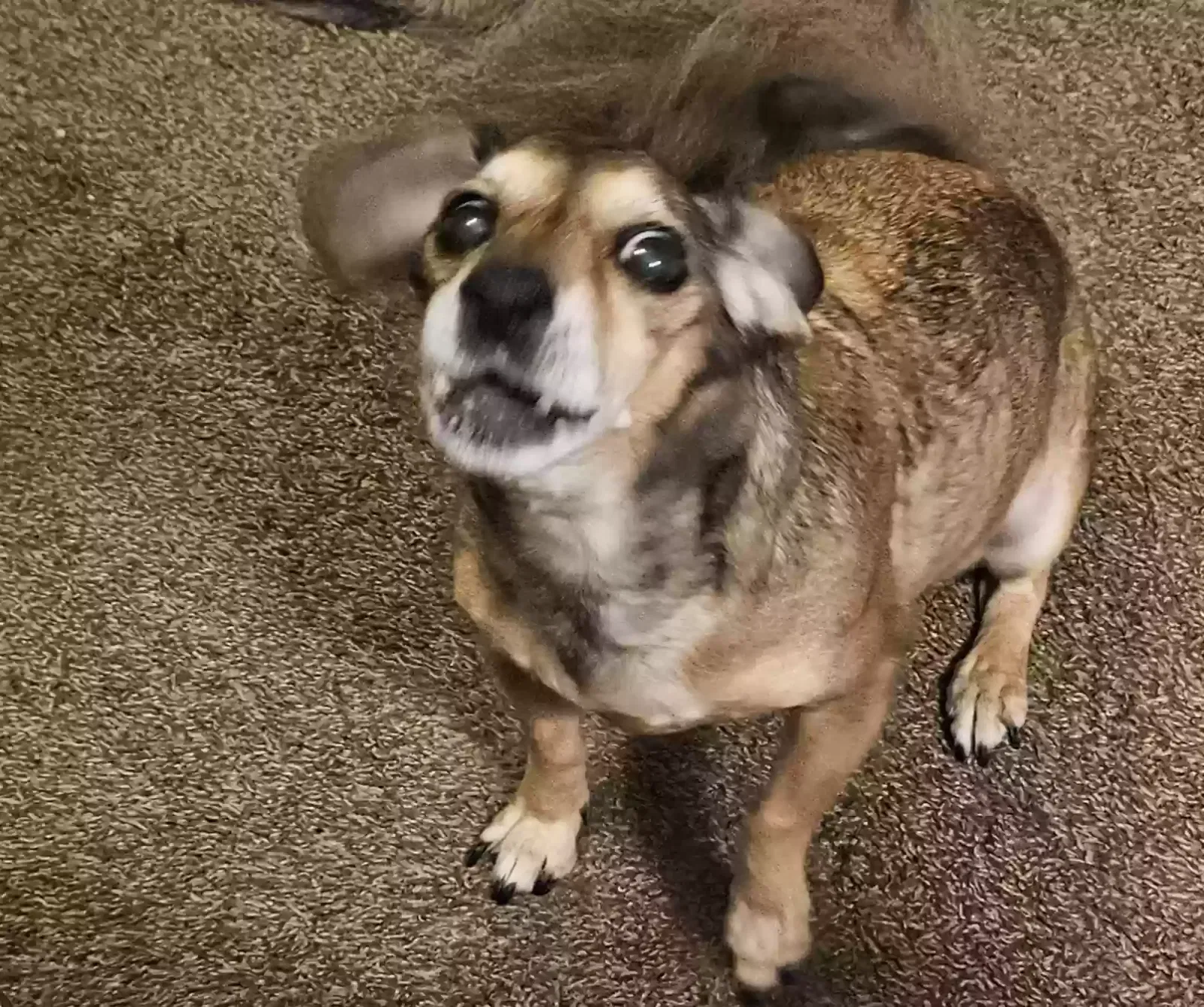 Lost dog in Spring Branch, TX, 78070
