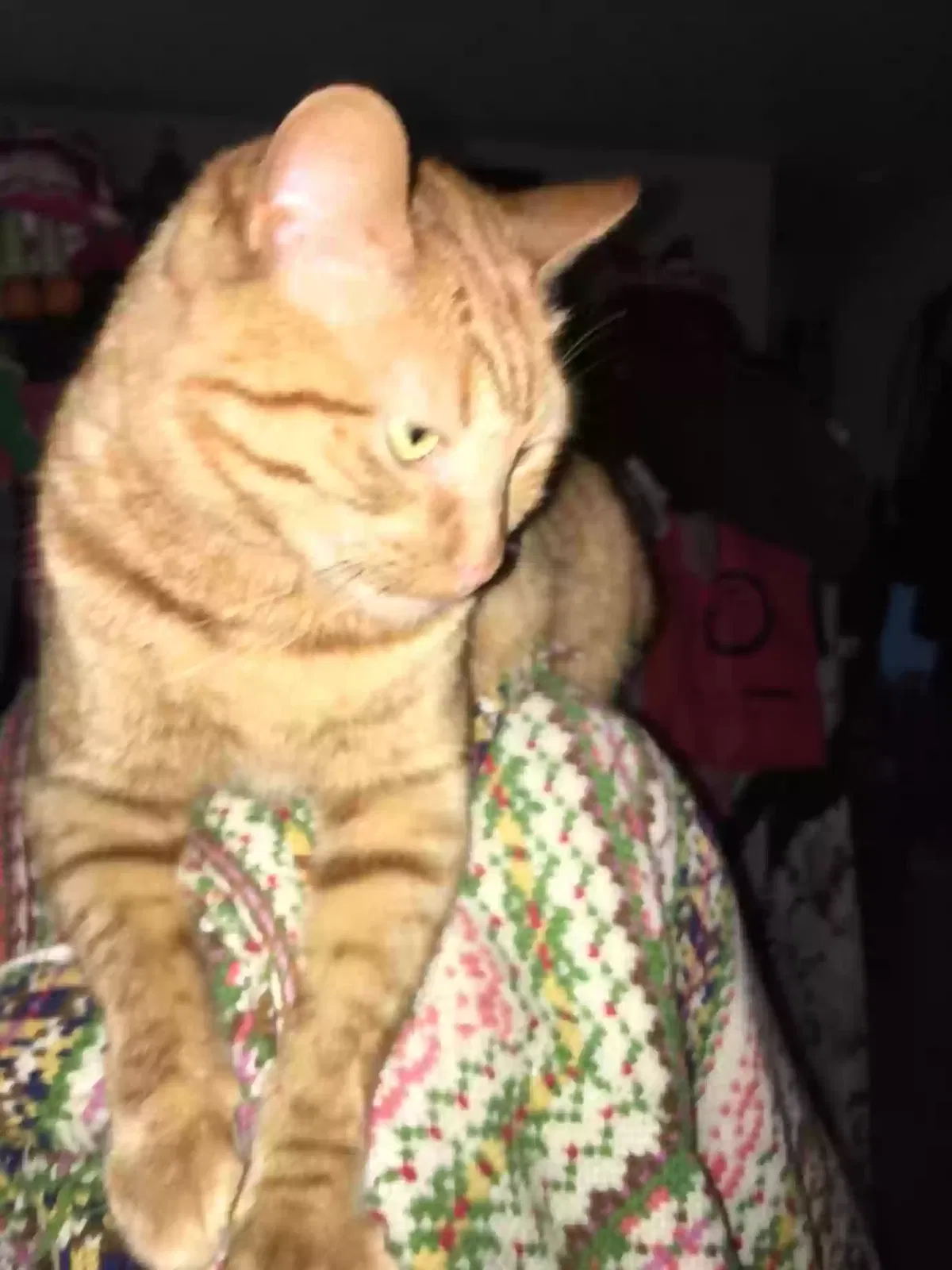Lost cat in Alameda, CA, 94501