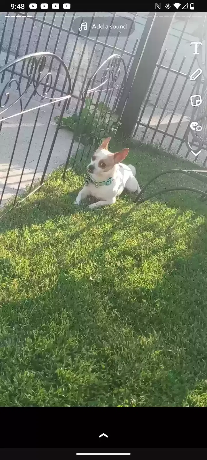 Lost dog in Chicago, IL, 60636