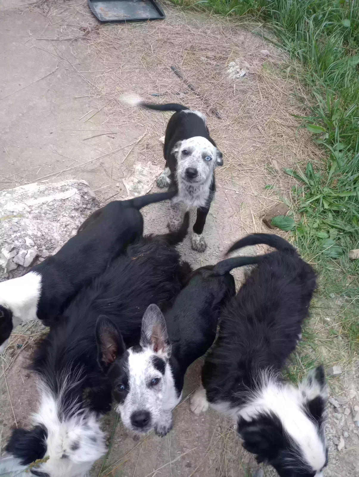 Found dog in Bainbridge, OH, 45612