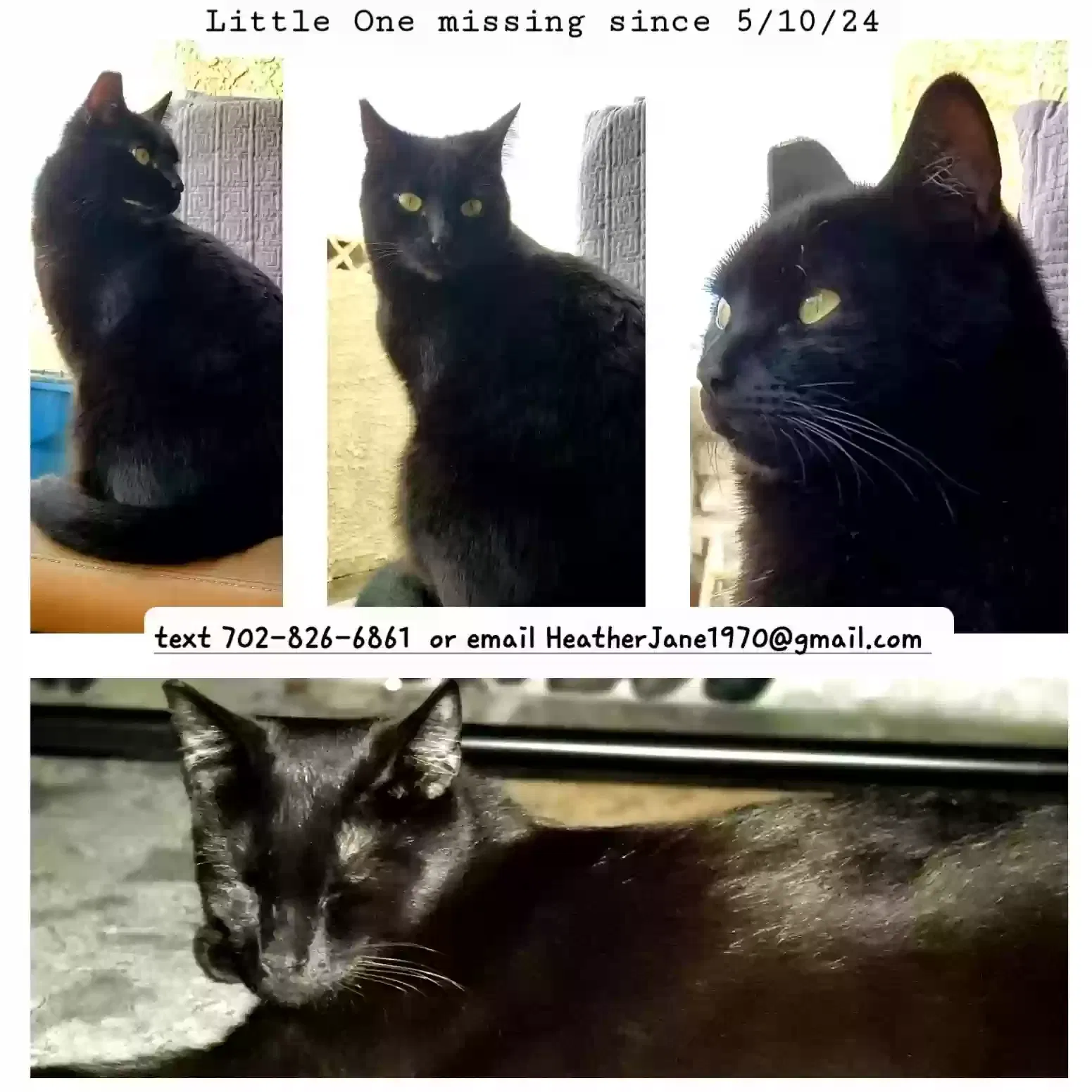 Lost cat in Las Vegas, NV, 89108