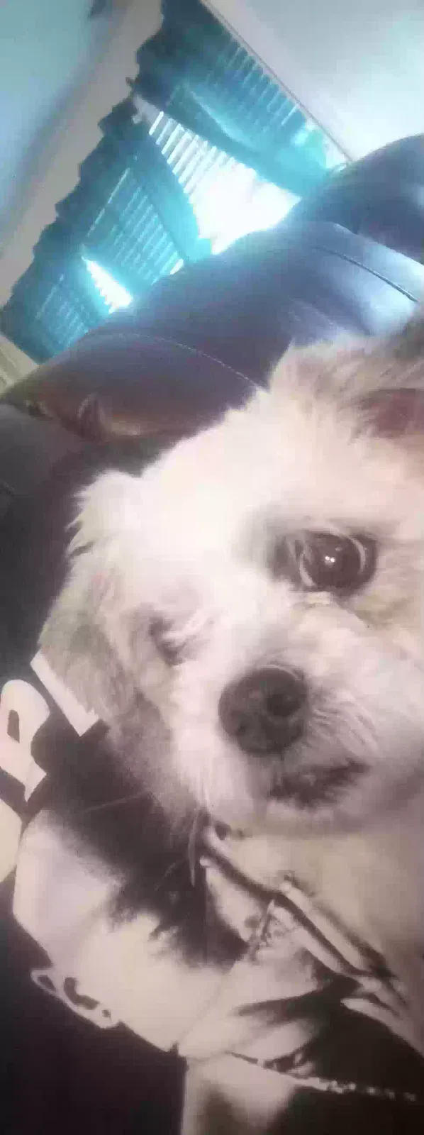 Lost dog in Bridgeport, CT, 6606