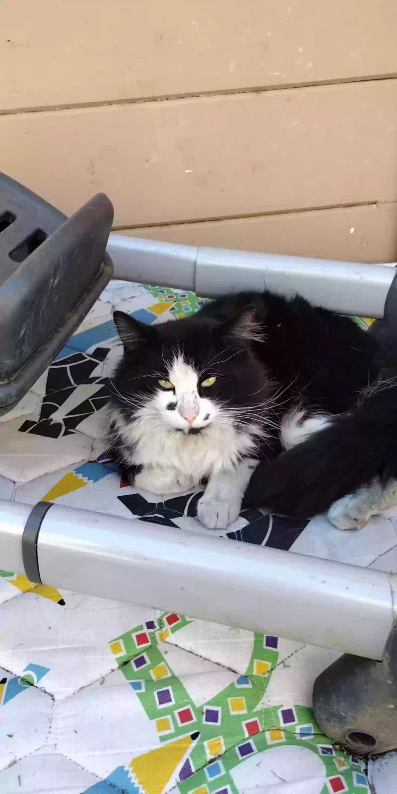 Lost cat in Glendale, AZ, 85301
