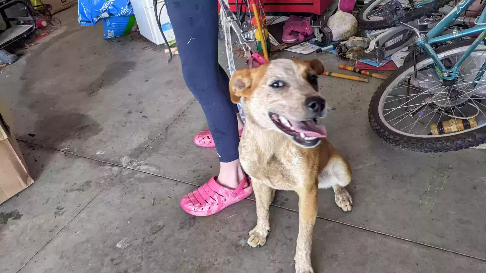 Found dog in Springfield, MO, 65803